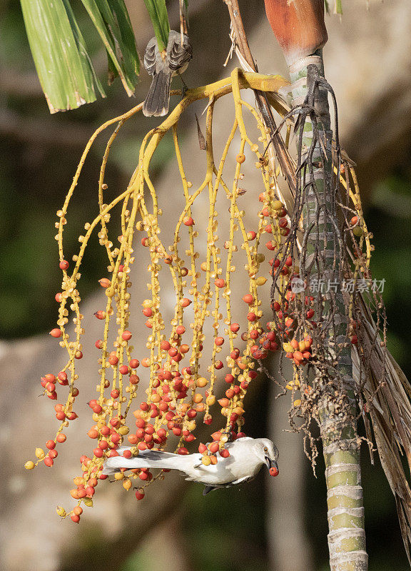 热带反舌鸟，Mimus gilvus tobagensis，嘴中有棕榈浆果;多巴哥。
